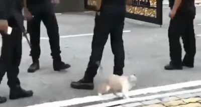 Least animal loving Malaysian