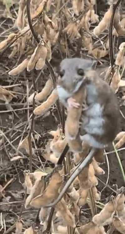 Dogs chase mouse into field, but it outsmarts them