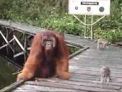 Never mess with an Orangutan