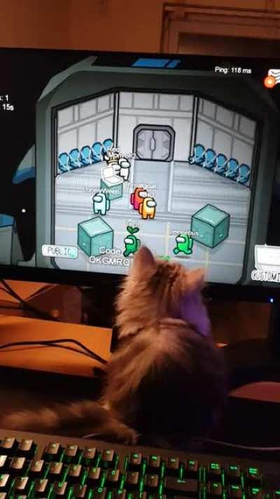 My cat trying to predict who the imposter will be