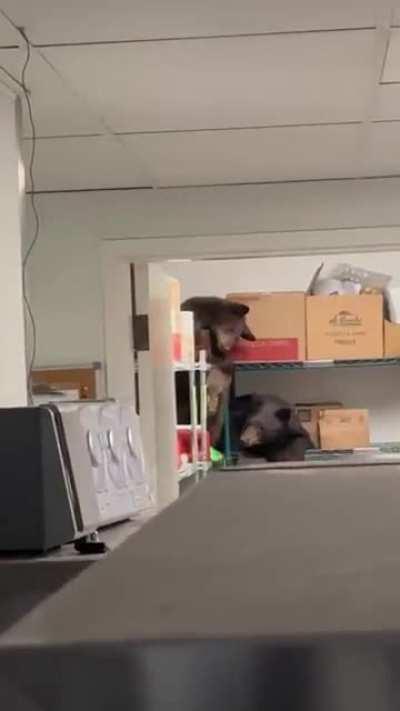 Here’s the video of the bears from our overnight security.