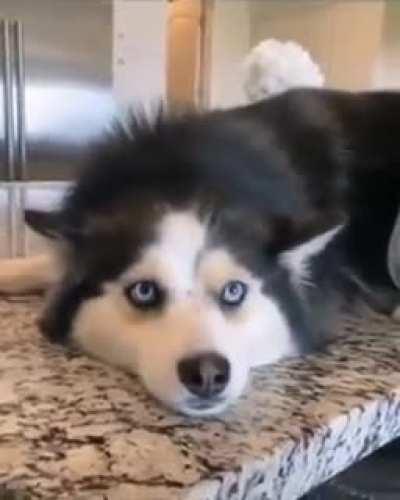 Mochi, get off the table