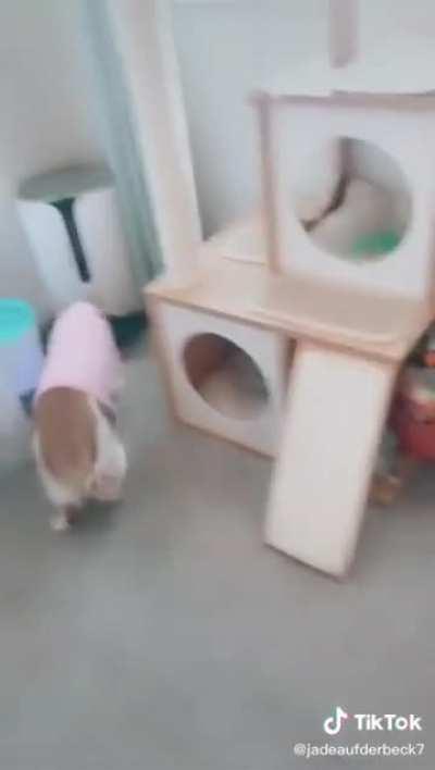 Waiting for her food dispenser