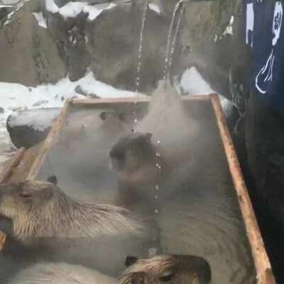 Capybaras taking a hot bath