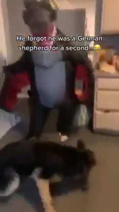 He forgot he was a German shepherd......