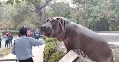 Security Guard risking his life to save incredibly unalarmed zoo visitors from a hippo