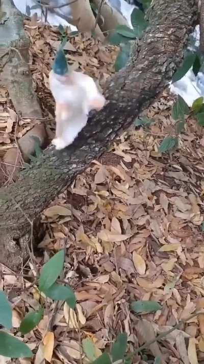 He's returned to forest, and I don't know what to do.