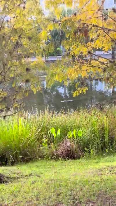 “ Crocodiles are easy … They