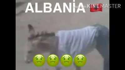 I present to you ANALBANIA