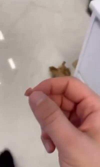 Doggo doesn't like his cut