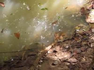 guy pokes andaconda with a stick