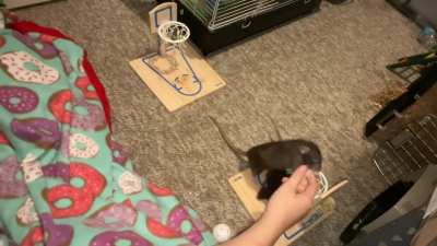 My boopable pet rats Jellybean (dwarf) and Cracker (standard) practicing their vs basketball!