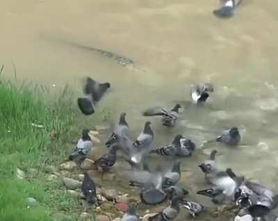 Catfish hunting pigeons