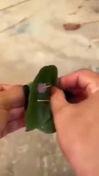 Catching free-range chickens with a leaf