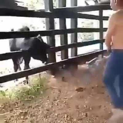 Don't Mess with the Bulls