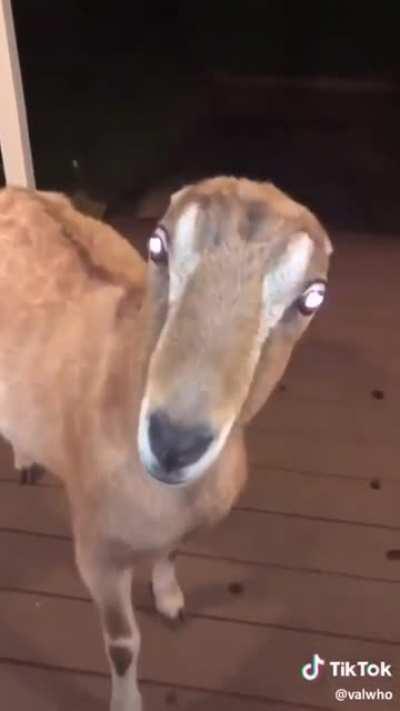 Whoraka 🐐 at your door after you ungreatful hoes eliminate 🚫 her from competition, scalp her 🔪 and use her horn as a d*ldo 😠