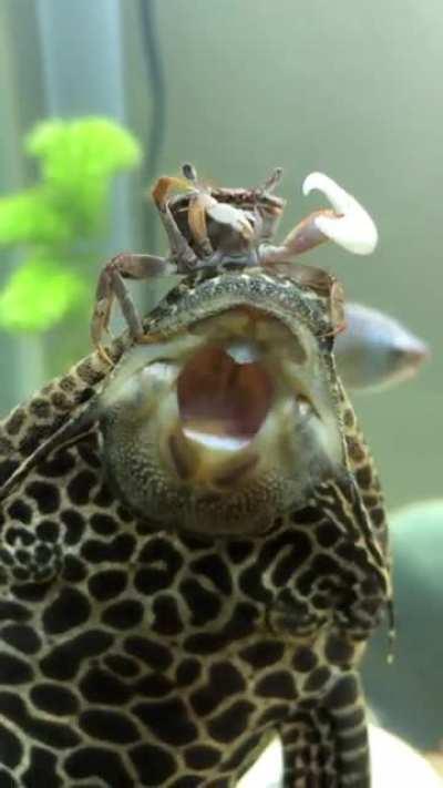 Little cleaning action!