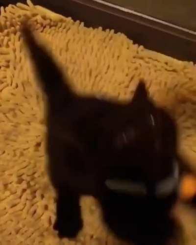 Tiniest kitten I've ever seen