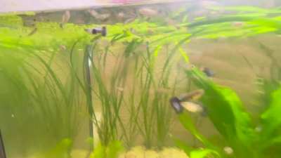 Second generation starting to show colors