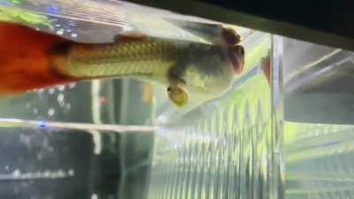 My guppy named Padme is having babies