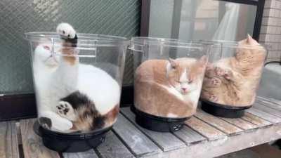 What flavor would you like?