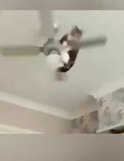 These Cats are geniuses 🐱