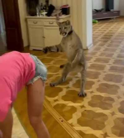 When you forgot that your owner is not a prey.