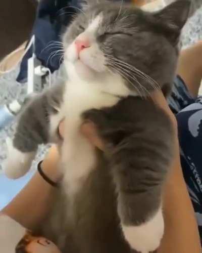 Cat rejects kiss even when asleep