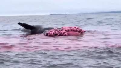 A dead whale passes gas for the very last time, ejecting all of its rotting internal organs into the sea.