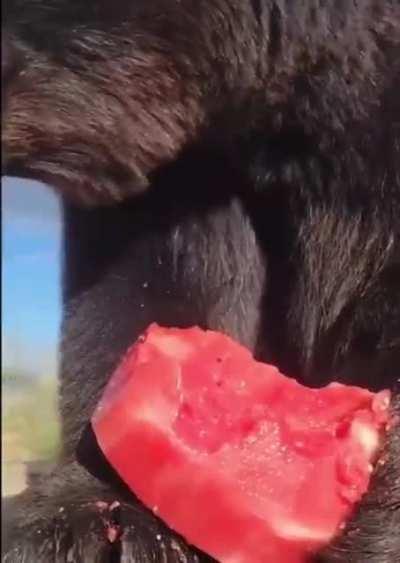 The only way to eat watermelon