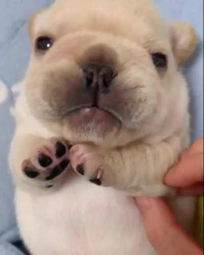 American cute puppies small size Are Big-Time Adorable 😻