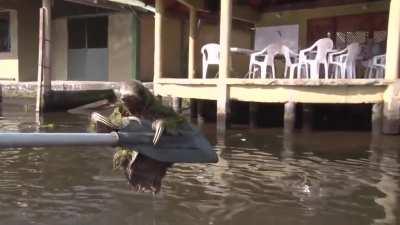 Man gives sloth a free ride after finding him in the middle of the canal