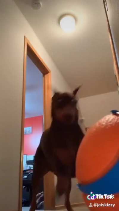 Dogo that I posted in r/perfectlycutscreams