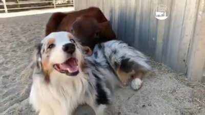 Two friends at The Gentle Barn Sanctuary