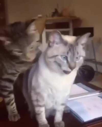 Lol did the derp face