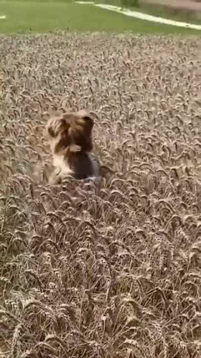 Not sure if dog or Landshark...