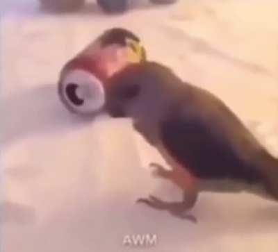 Send this to someone with a pet birb with no context