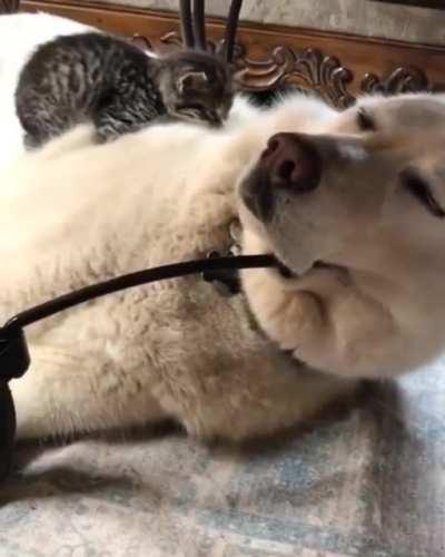 This Little Guys New Bed