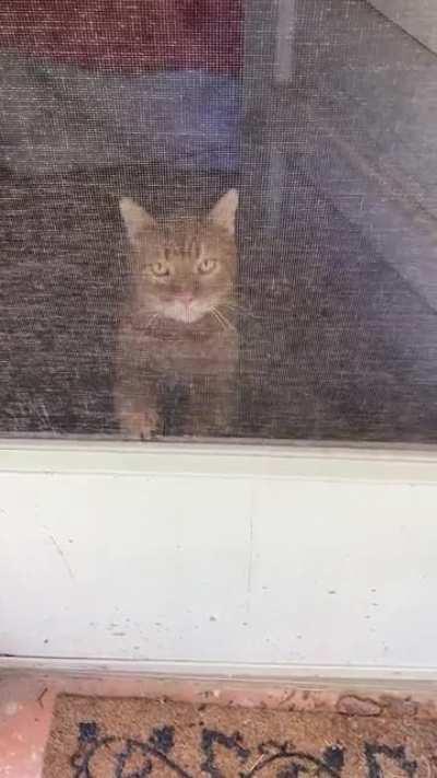 Just a gentle “LET ME THE F*CK OUTSIDE” from 10lbs of pure ginger rage