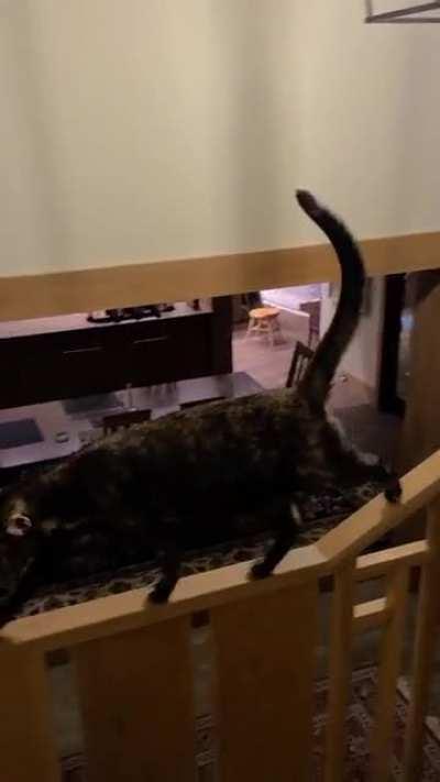 Mika walking the banister