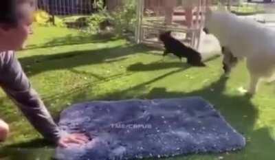 Best girl walking for the first time ;)