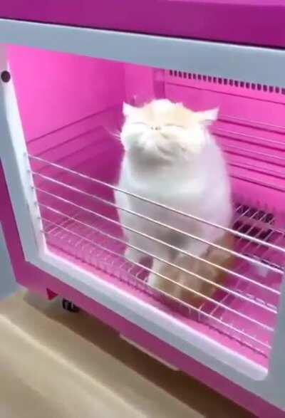 Cat dryer