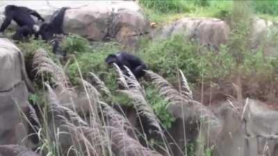 Reject raccoon return to monke