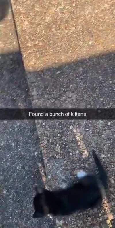 Found a bunch a kittens this morning.