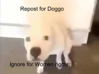 Blursed doggo