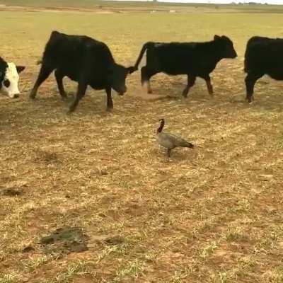 VideoLiterally not giving a single fuck