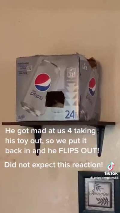 Cockatiel loses its mind when his owner moves his favorite toy around