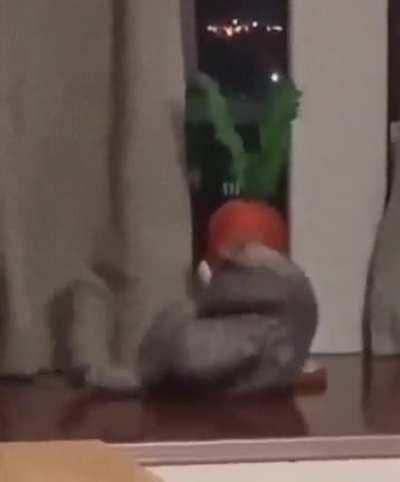 How do you get this carrot..