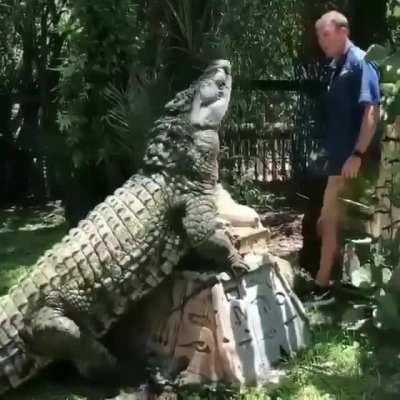 Crocodile scratches