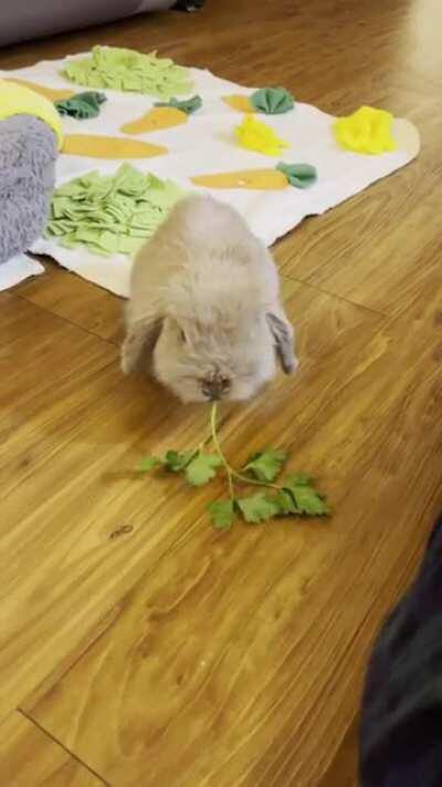 Smol Boi attac Big Parsley 🐇🌱